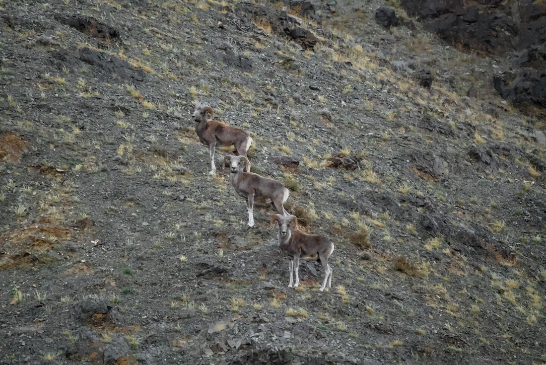 Three argali rams in single file on a steep slope