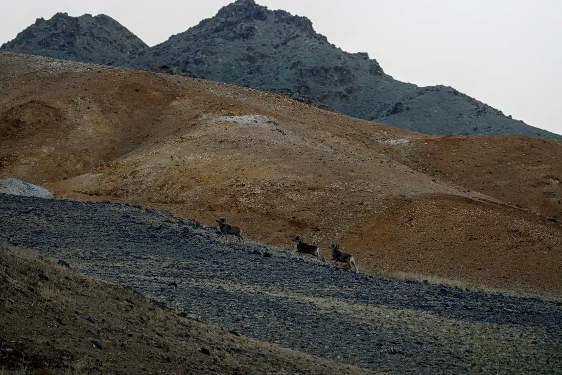 A few argali crossing a dark slope below ochre hills and grey peaks