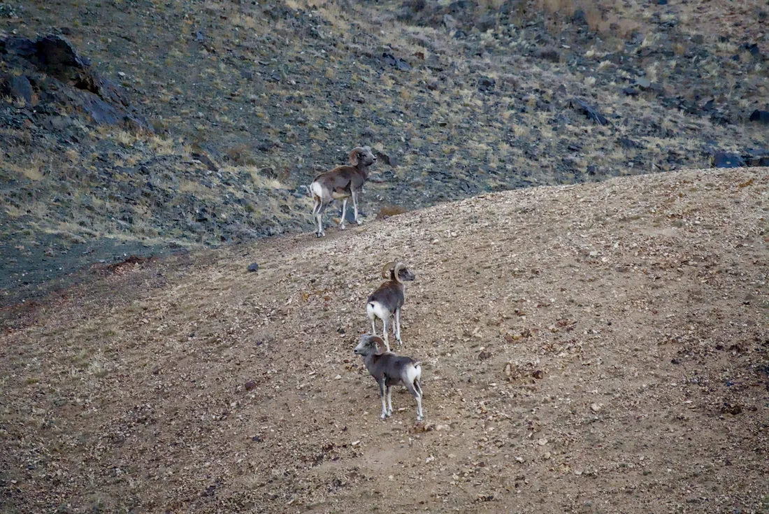 Three argali in single file on a bare hillside
