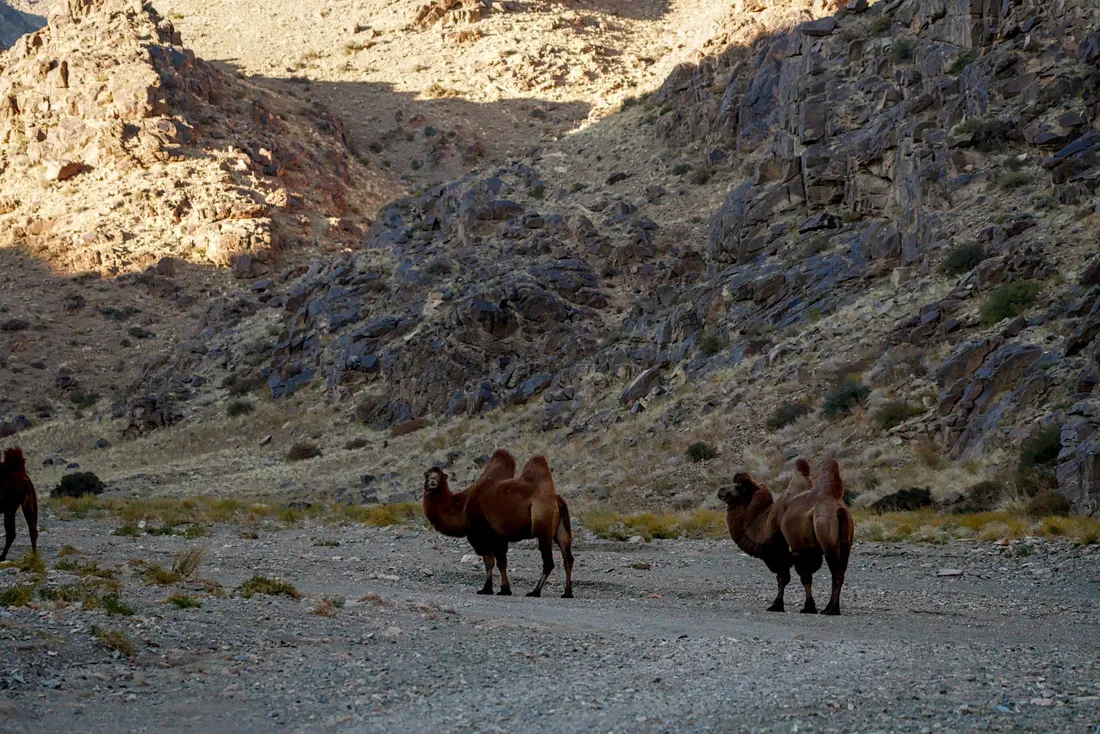 Domestic Bactrian camels in a valley below the mountains