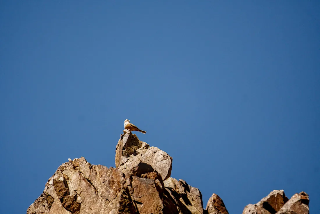 A bird perched on top of a rock against a blue sky