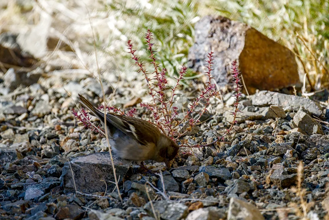 A small bird foraging among stones and dry plants