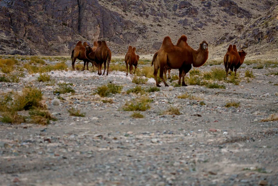 A herd of Bactrian camels grazing in a valley below the cliffs