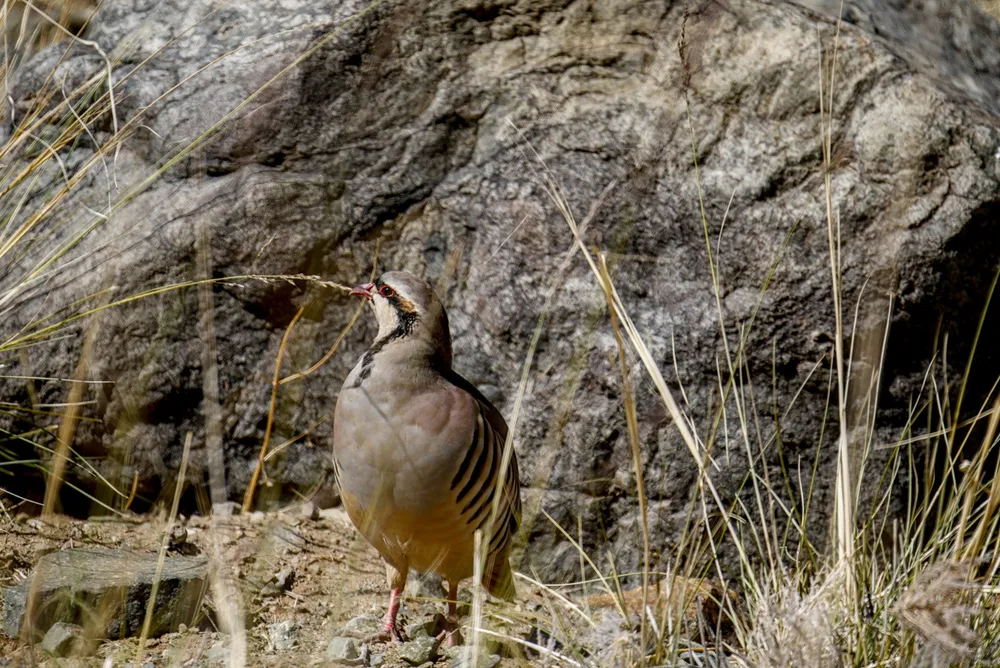 A chukar partridge among the grasses at the foot of a boulder.