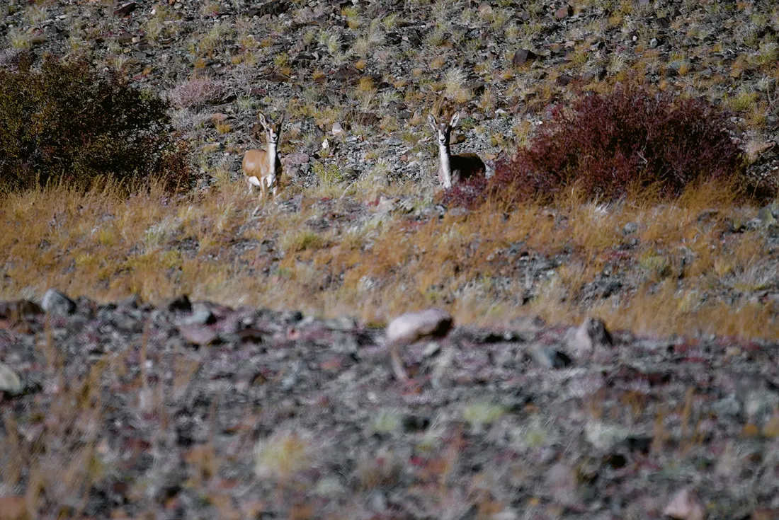 Two goitered gazelles watching from among the autumn shrubs