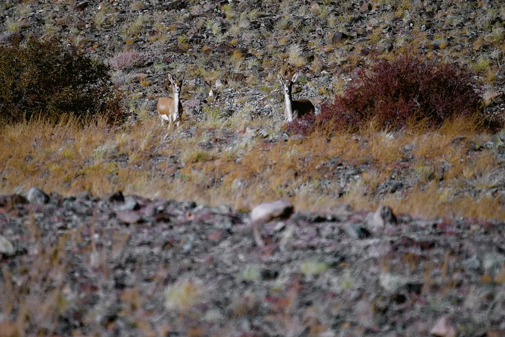 Two goitered gazelles watching us from among the autumn shrubs.
