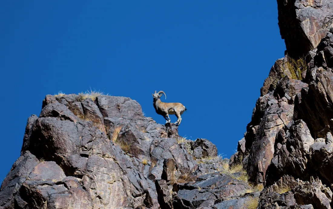 A Siberian ibex male standing on a rocky crest against a blue sky