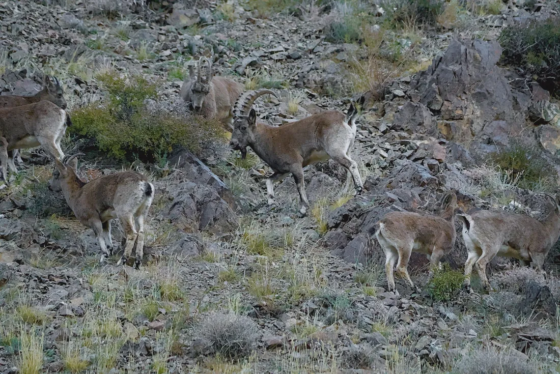 A group of Siberian ibex moving across a green rocky slope