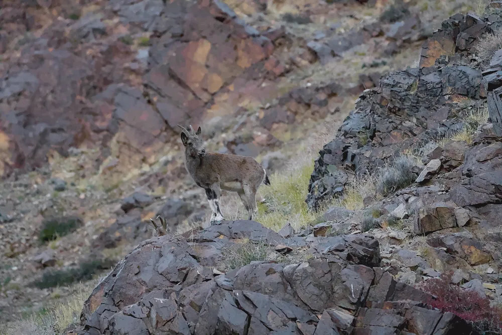 An ibex watching from a rocky outcrop.