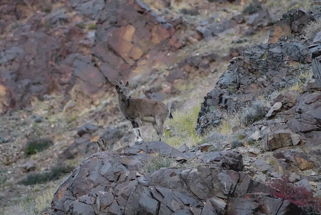 An ibex watching from a rocky outcrop