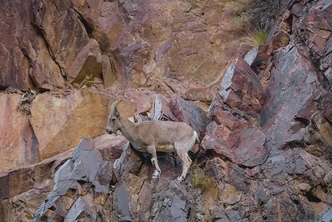 A Siberian ibex standing on pink and red rock