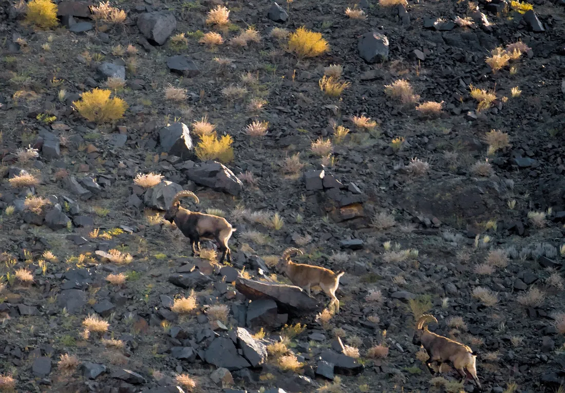 Three ibex crossing a scree slope in the low morning light