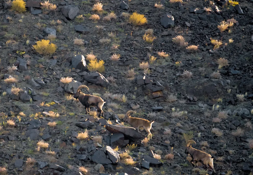 Three ibex crossing a scree slope in the low morning light.