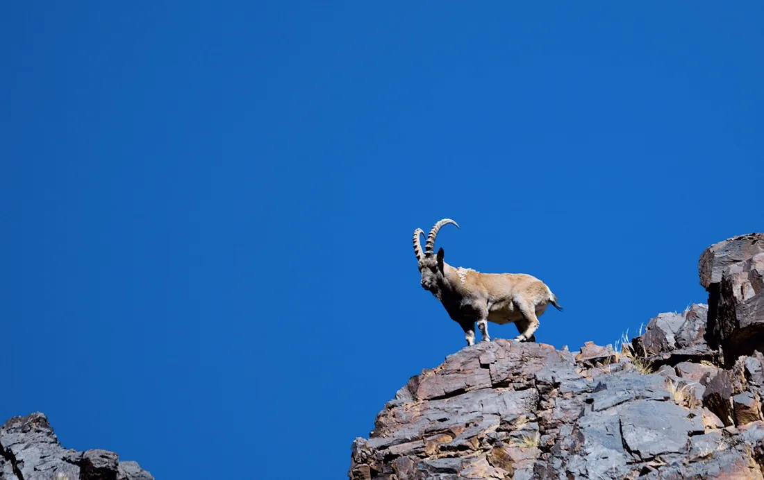 A Siberian ibex male standing on a ridge against the deep blue sky