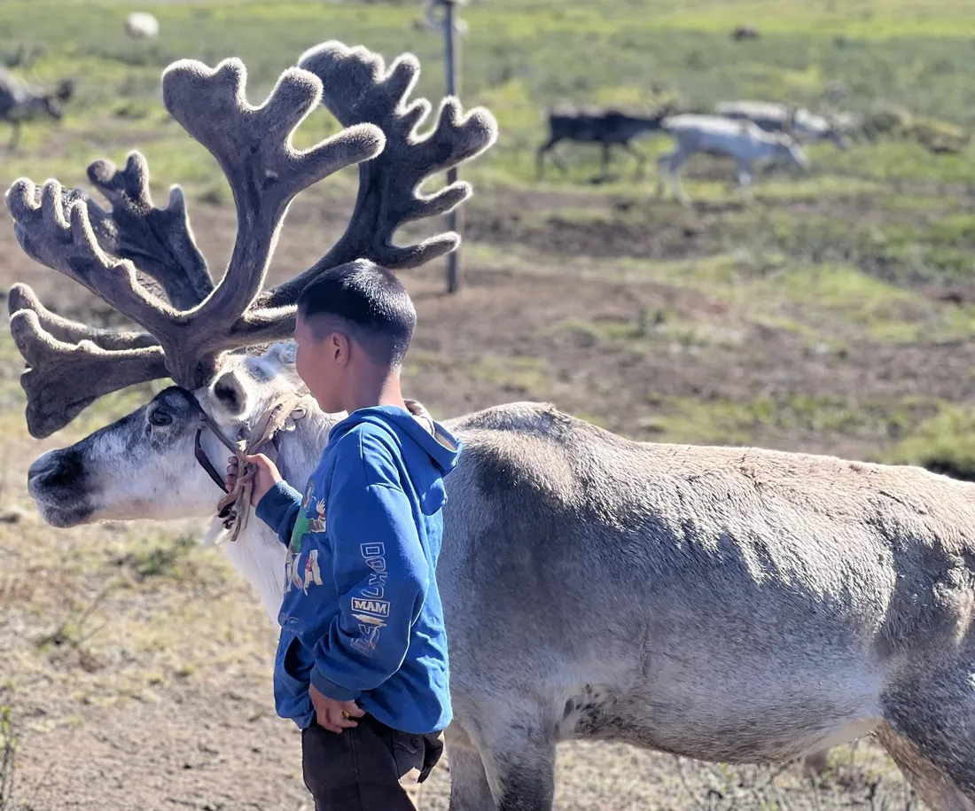 A boy standing beside a reindeer with very large antlers