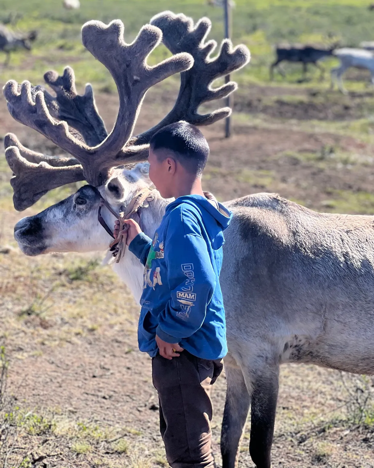 A Tsaatan boy holding his reindeer by the halter