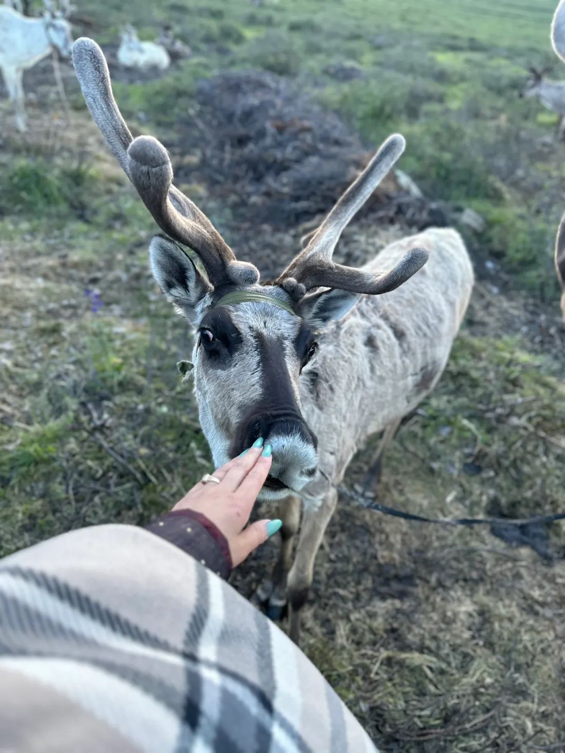 A hand reaching towards a reindeer’s muzzle