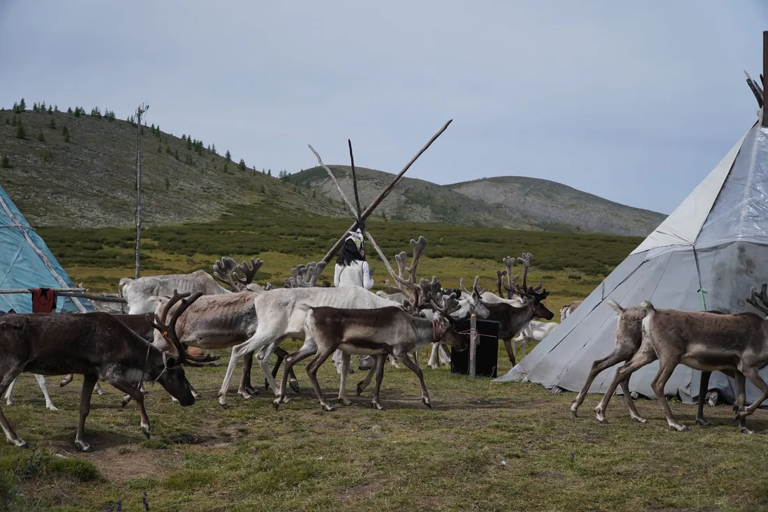 The reindeer herd gathered around a white teepee