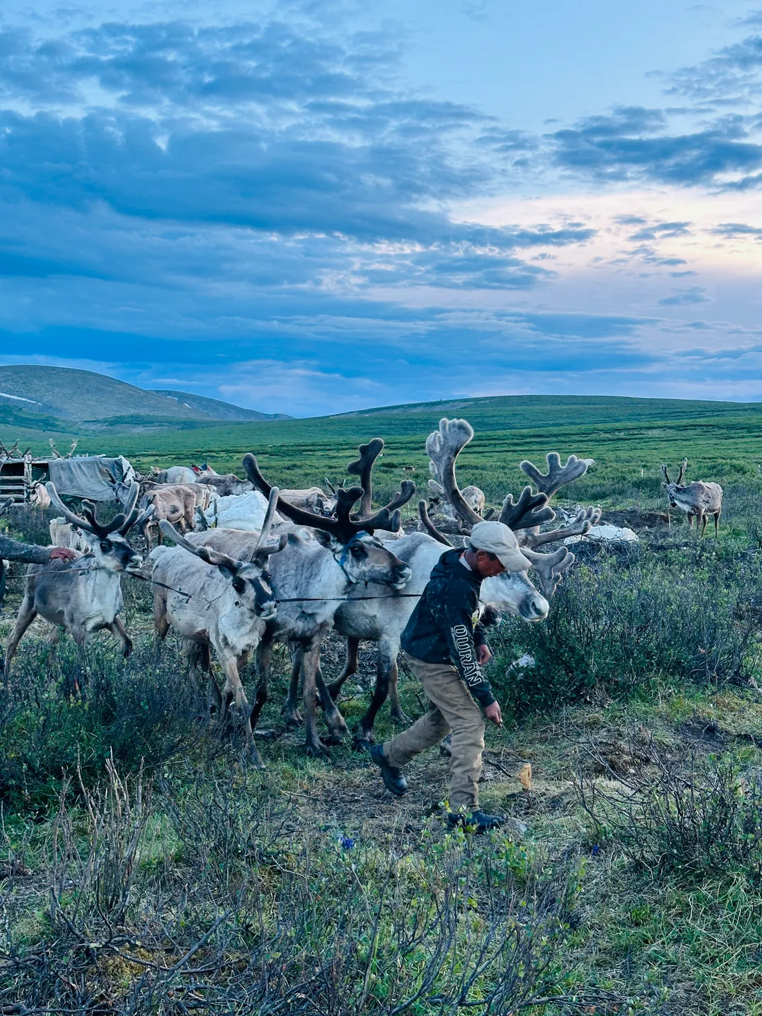 A reindeer herd spread across open tundra