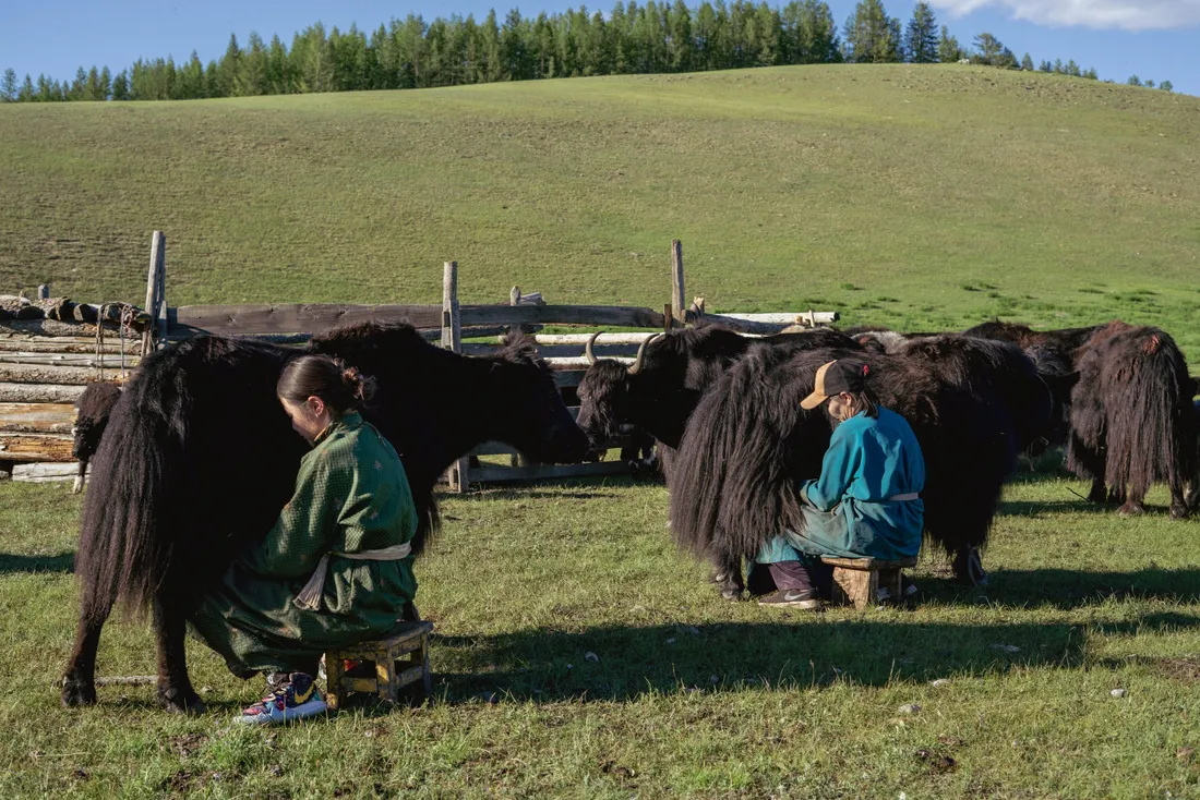 Two women milking yaks in a meadow by the forest