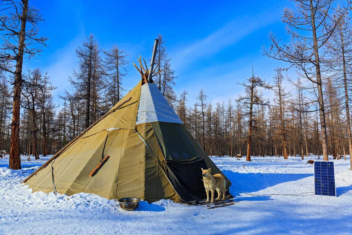 A canvas teepee in the snow among bare larches, a dog at the door