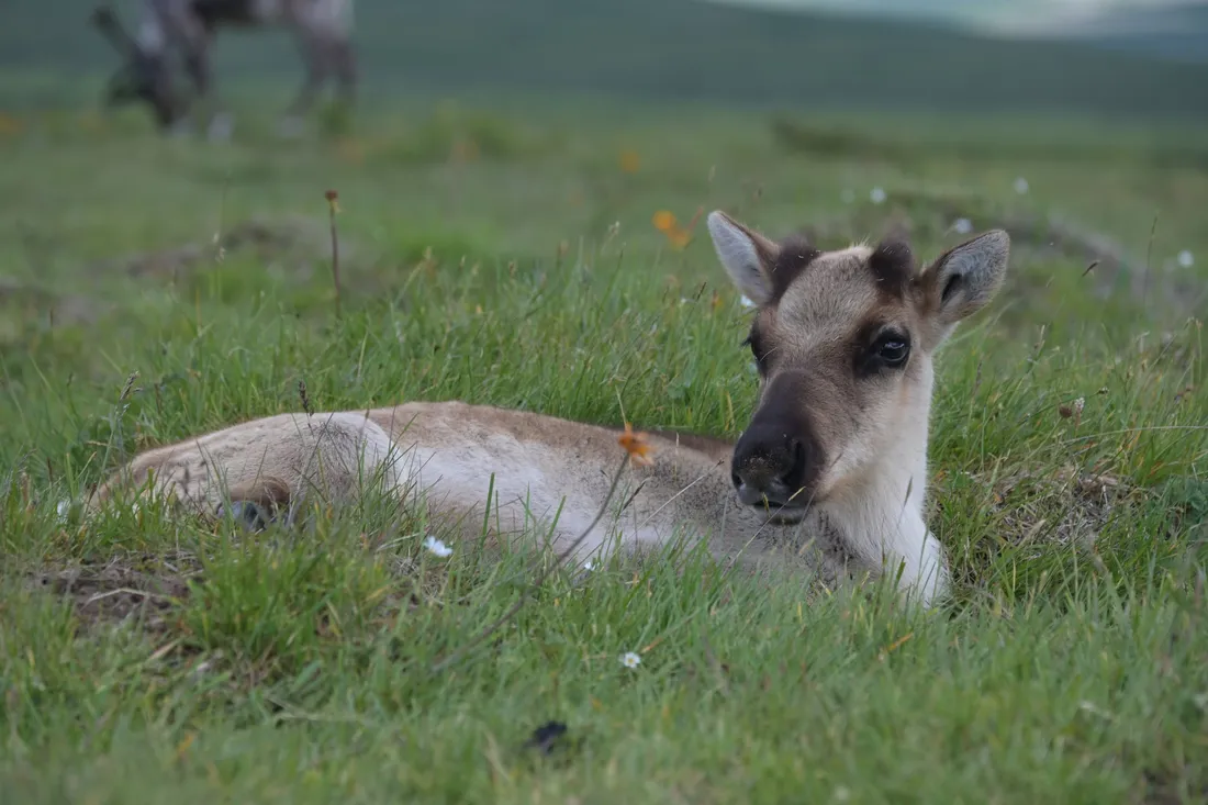 A young reindeer calf lying in the grass