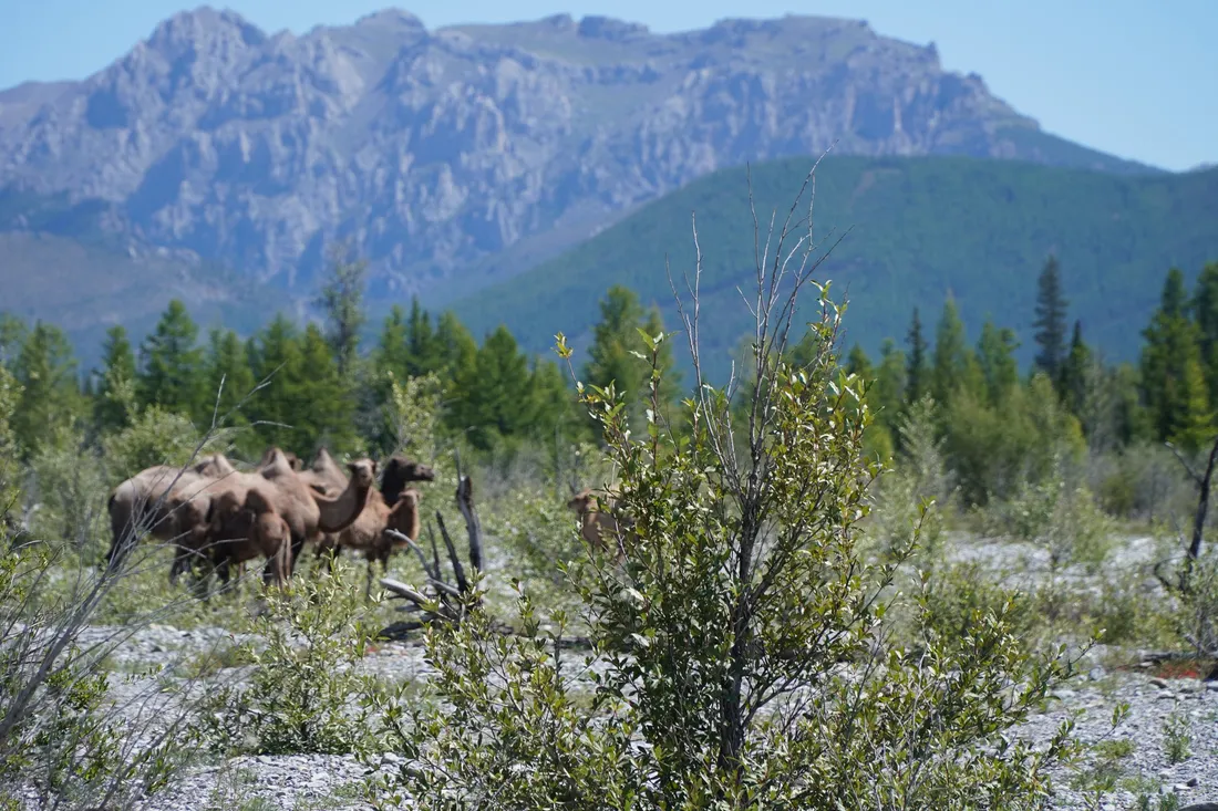 Reindeer among the shrubs below a high rocky mountain