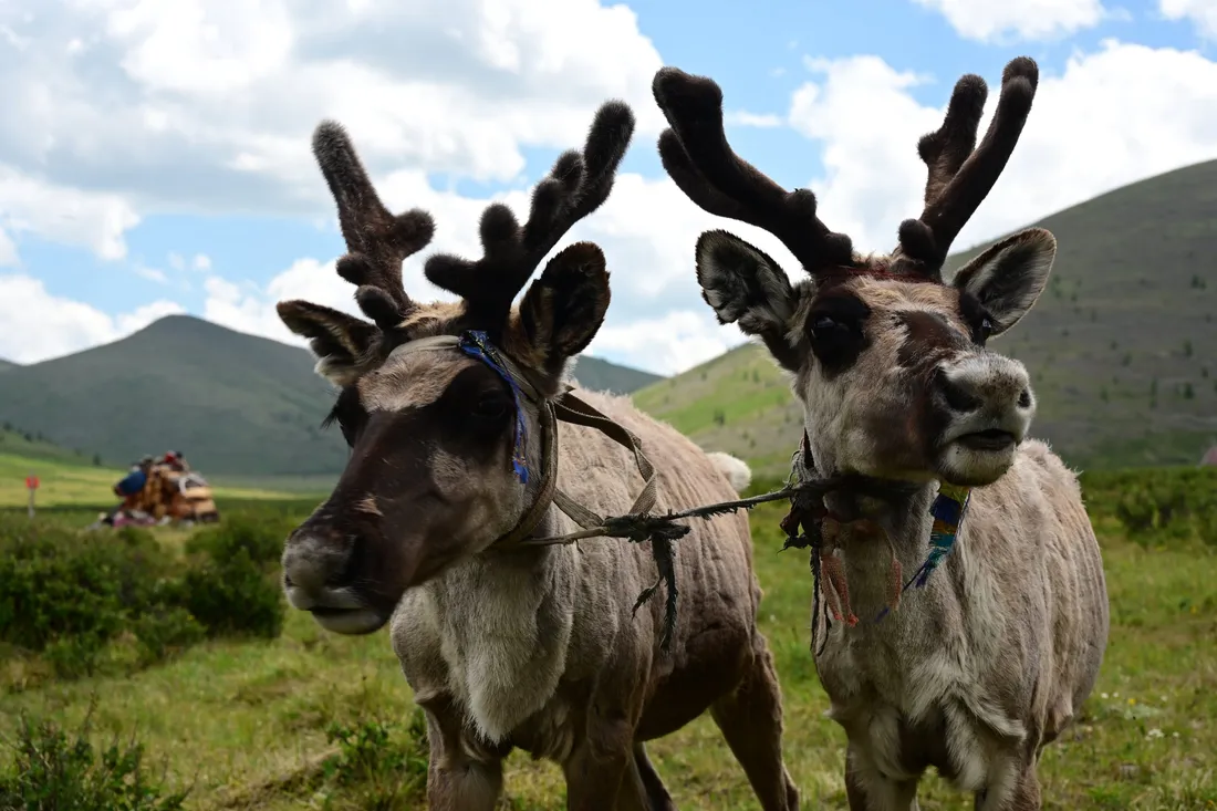 Two reindeer with antlers in velvet, seen close up