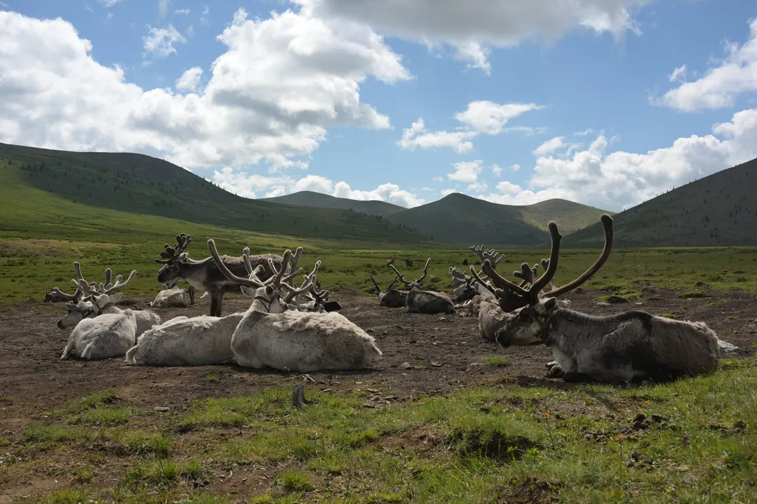Reindeer lying in a high valley under a sky of white clouds