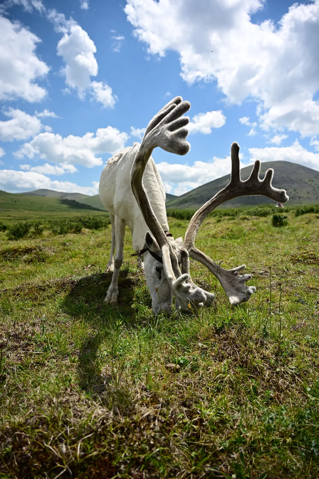 A white reindeer grazing under a sky of white clouds
