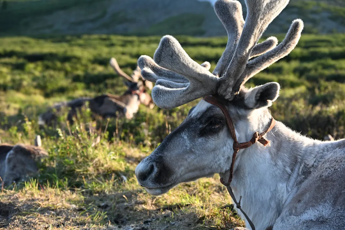 The head of a white reindeer with velvet antlers in low sunlight