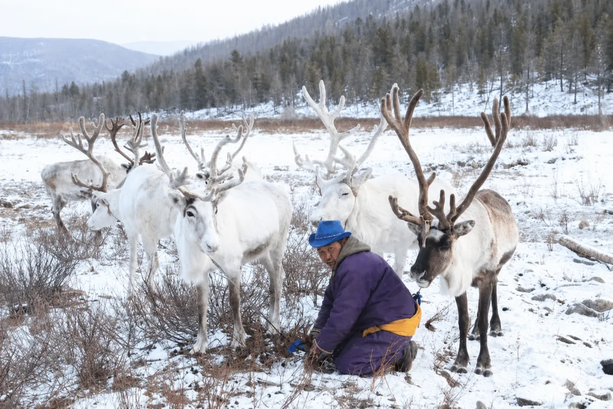 A herder kneeling in the snow among white reindeer at the edge of the taiga