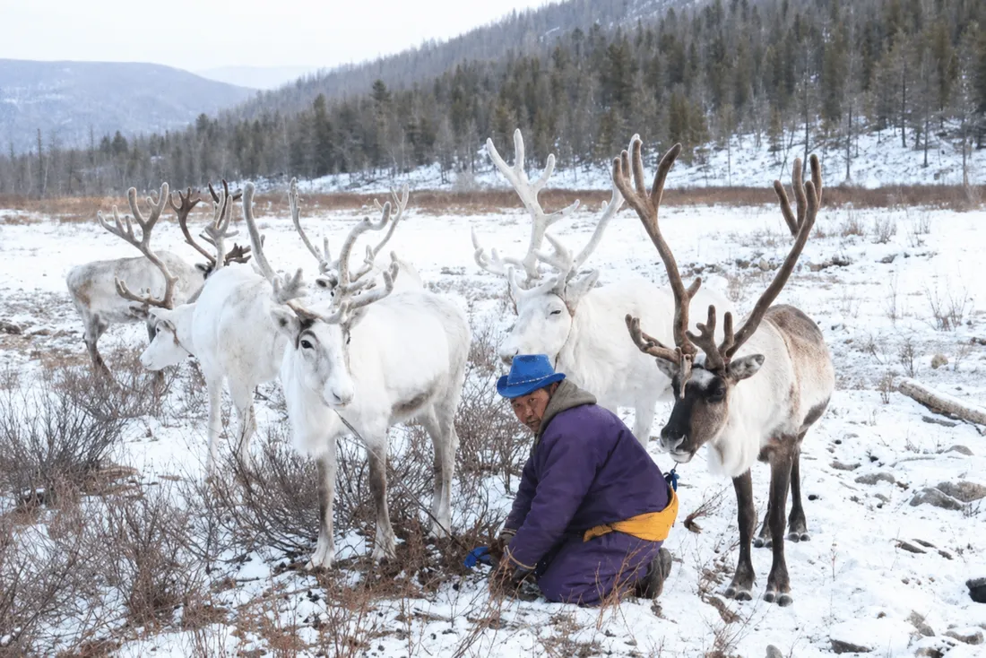 A herder kneeling in the snow among white reindeer at the edge of the taiga