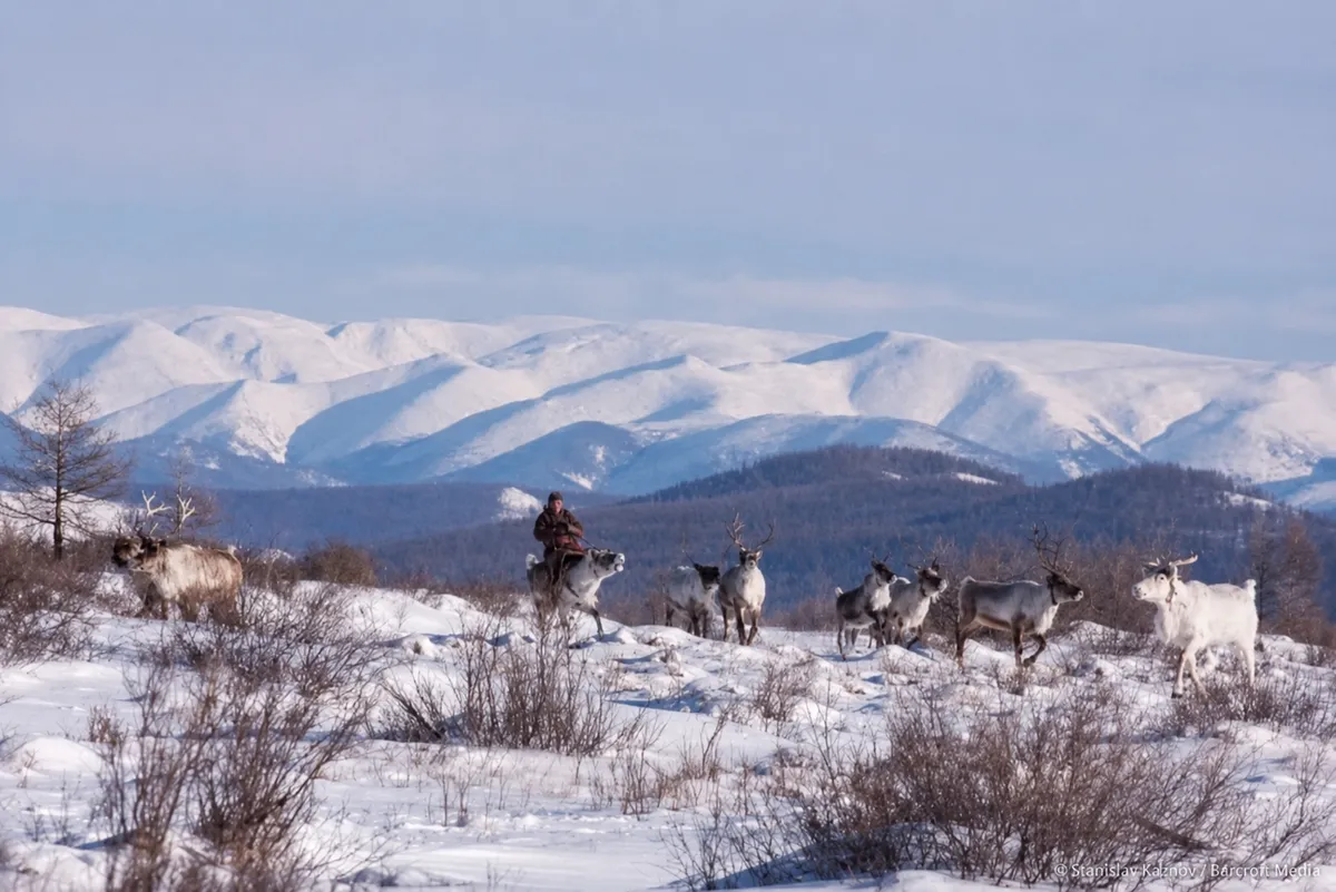 A herder riding a reindeer across a snow ridge, the herd following below snow-covered mountains