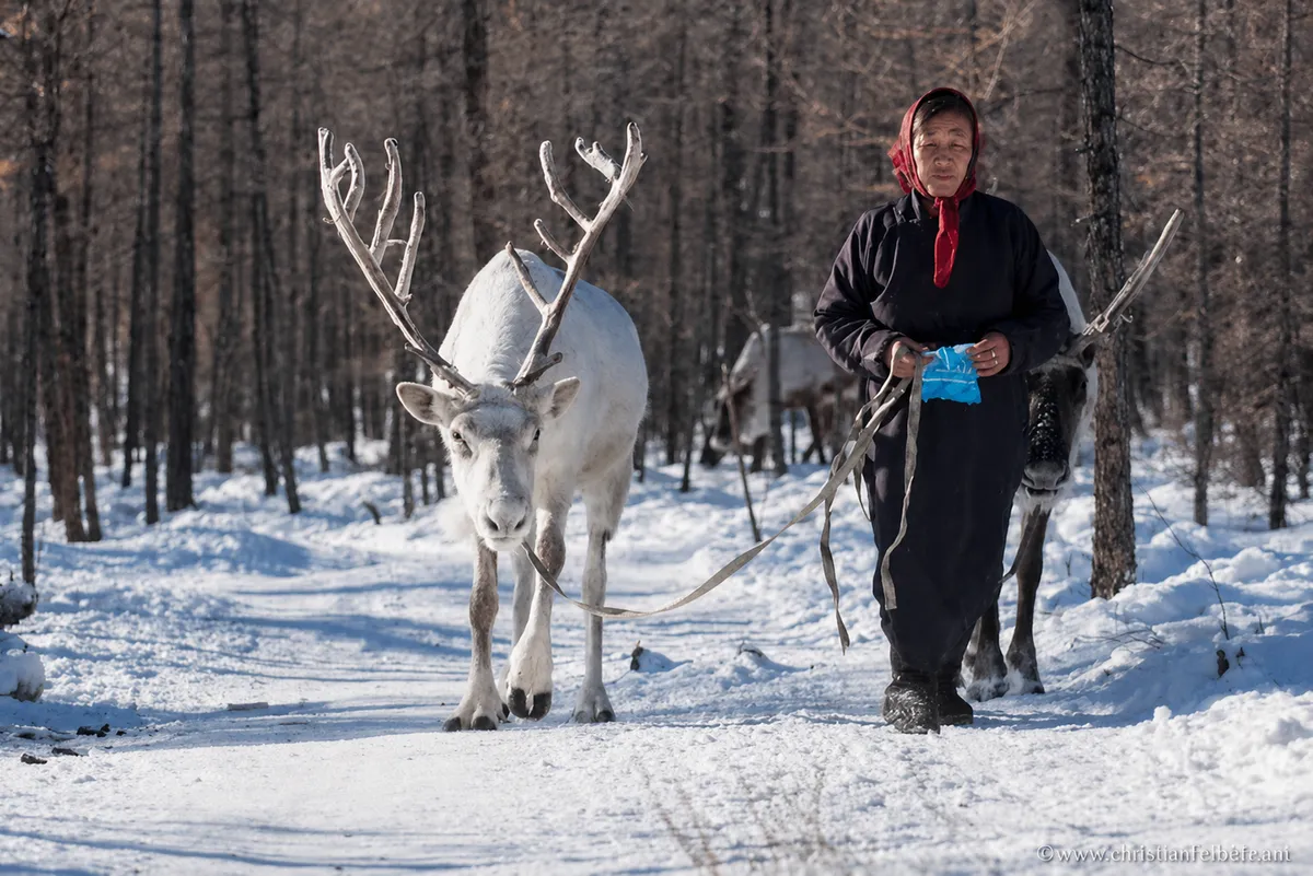 A woman in a red headscarf leading two reindeer along a snow track through bare larches