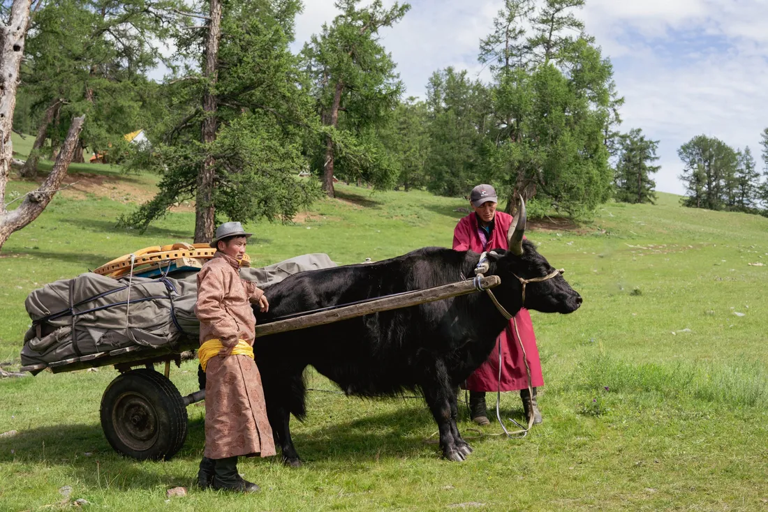A yak pulling a loaded cart among larch trees, two herders beside it