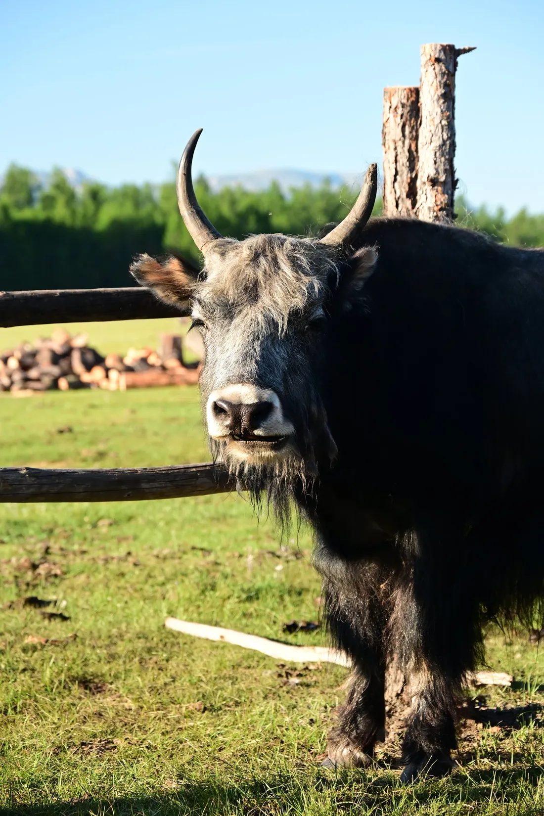 A yak standing by a wooden fence at a herders’ camp