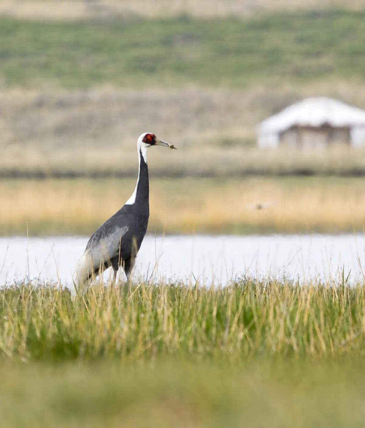 A white-naped crane standing in wetland grass
