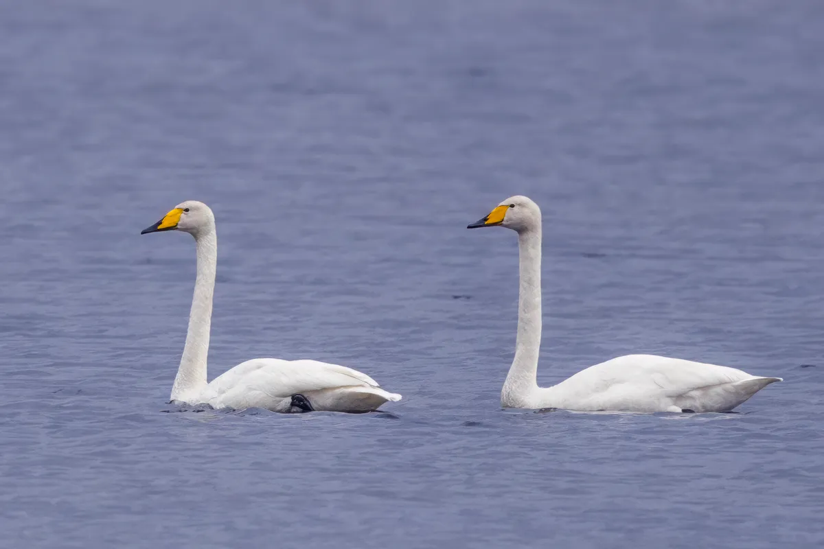 A pair of whooper swans on open water