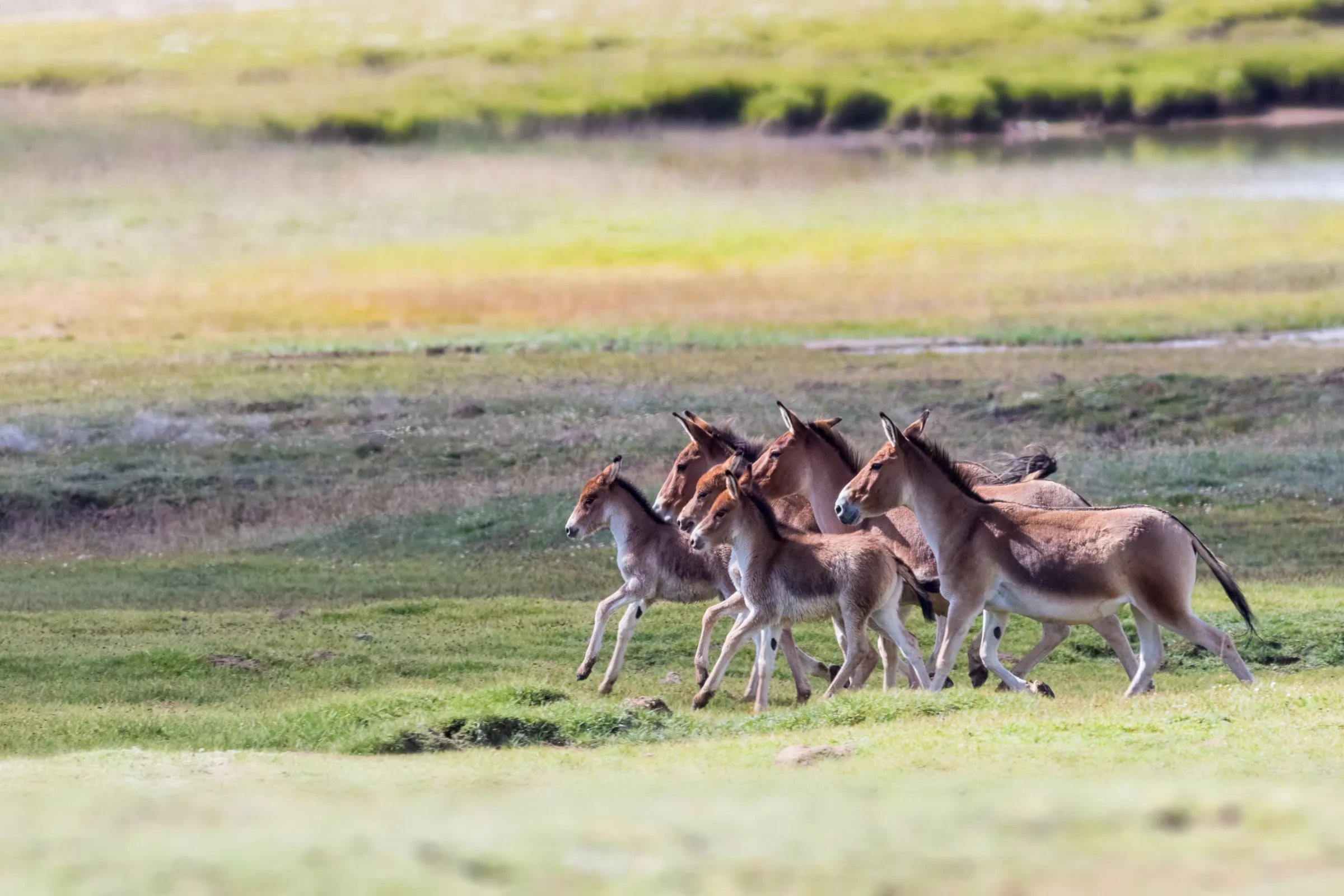 A band of Asiatic wild asses moving across green grassland
