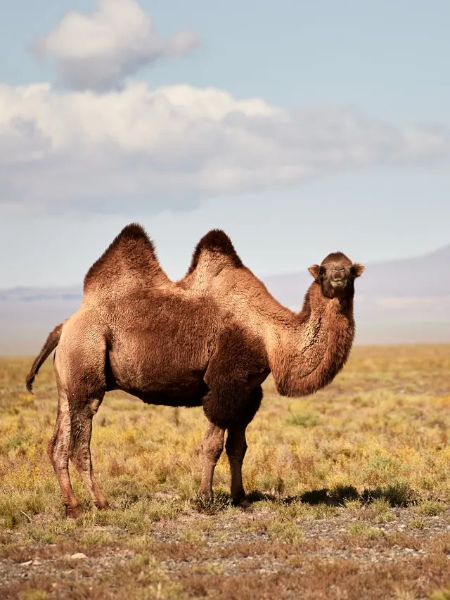 Wild Bactrian camel