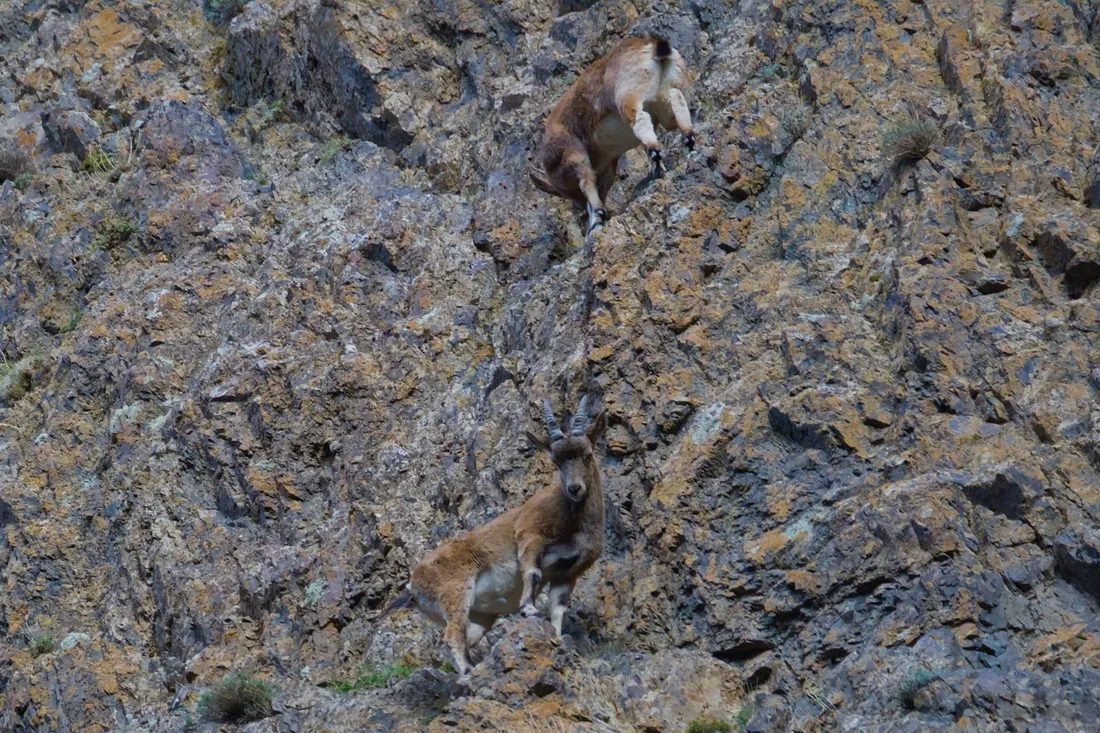 Two Siberian ibex on a steep rock face