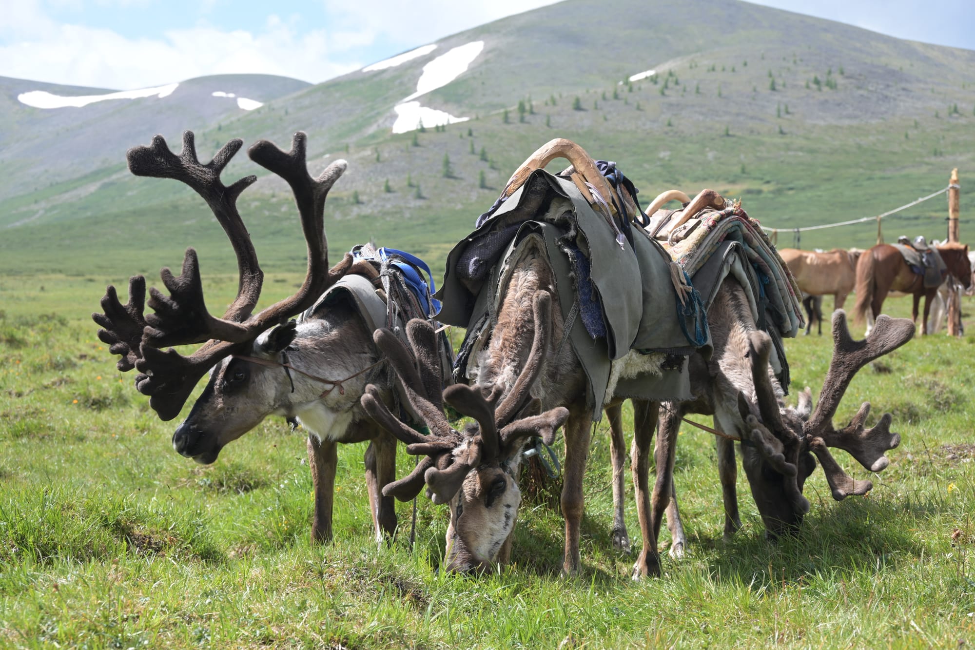 Pack reindeer saddled and waiting at the summer camp.