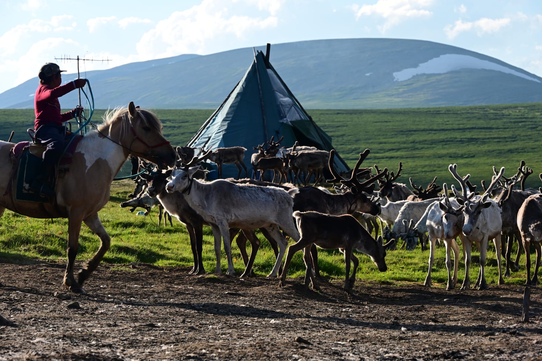 Reindeer and family life at the summer camp in the West Taiga