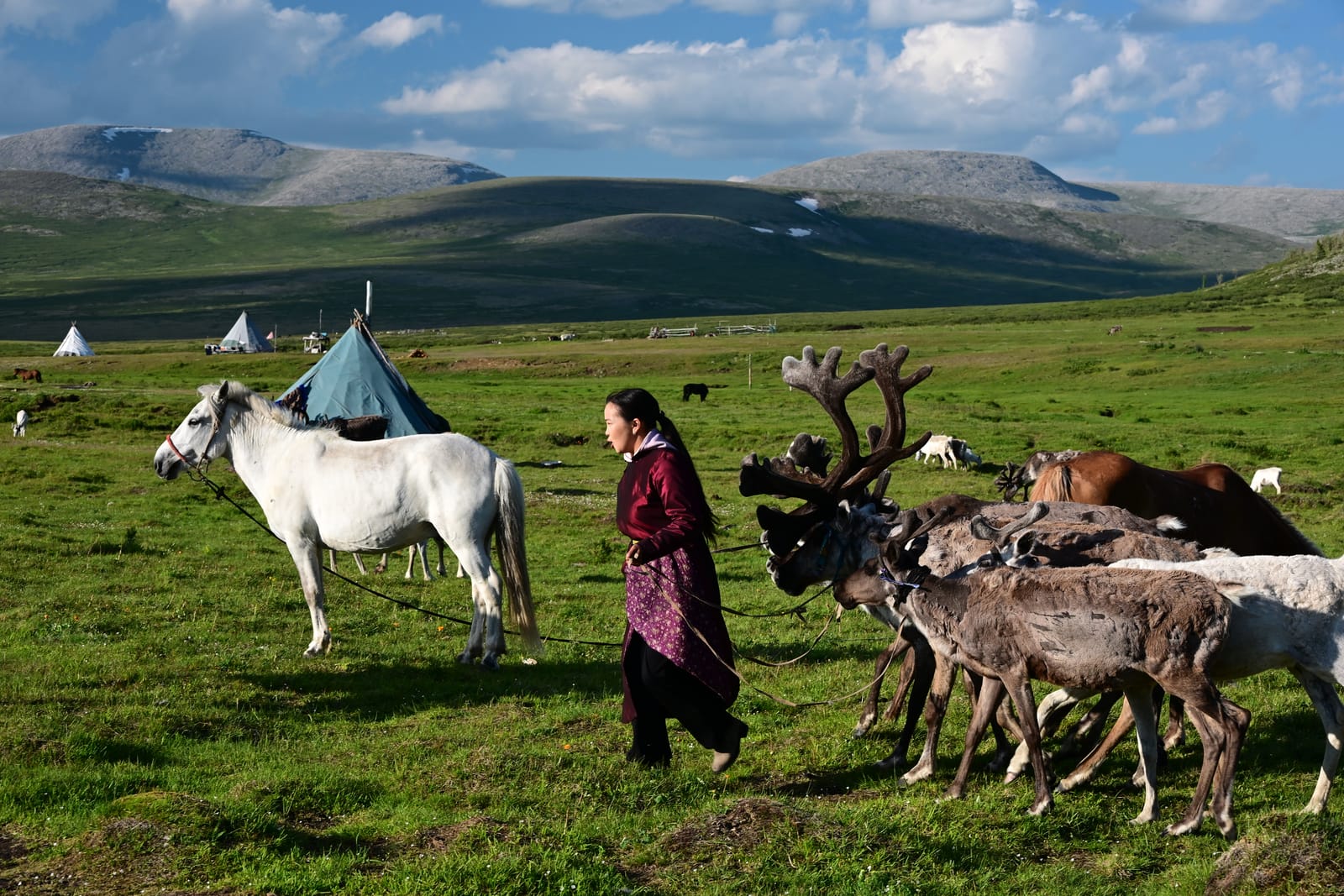 The summer camp, with the herd loose around the teepees.