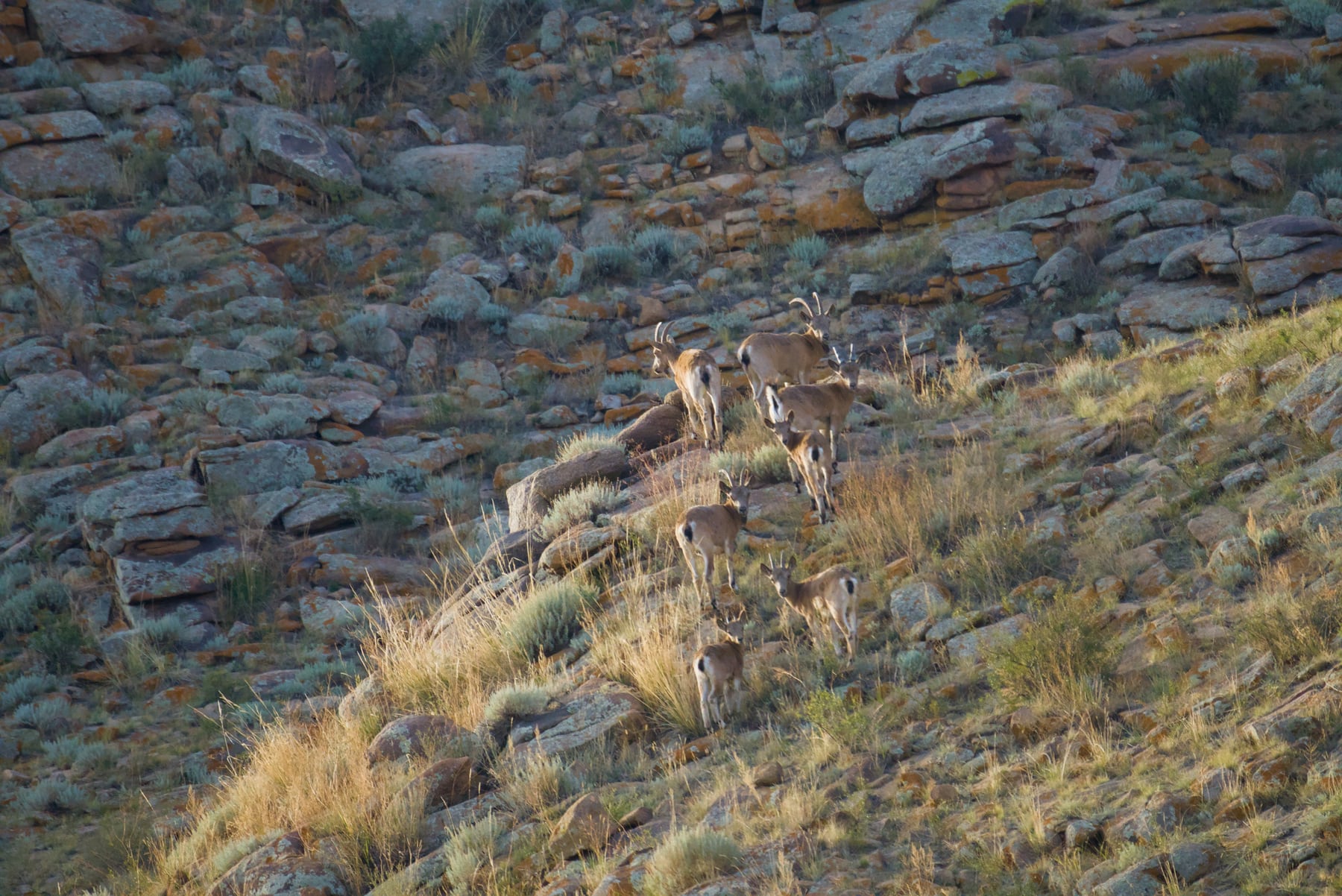 A group of female and young Siberian ibex moving down a rocky slope in the early morning light