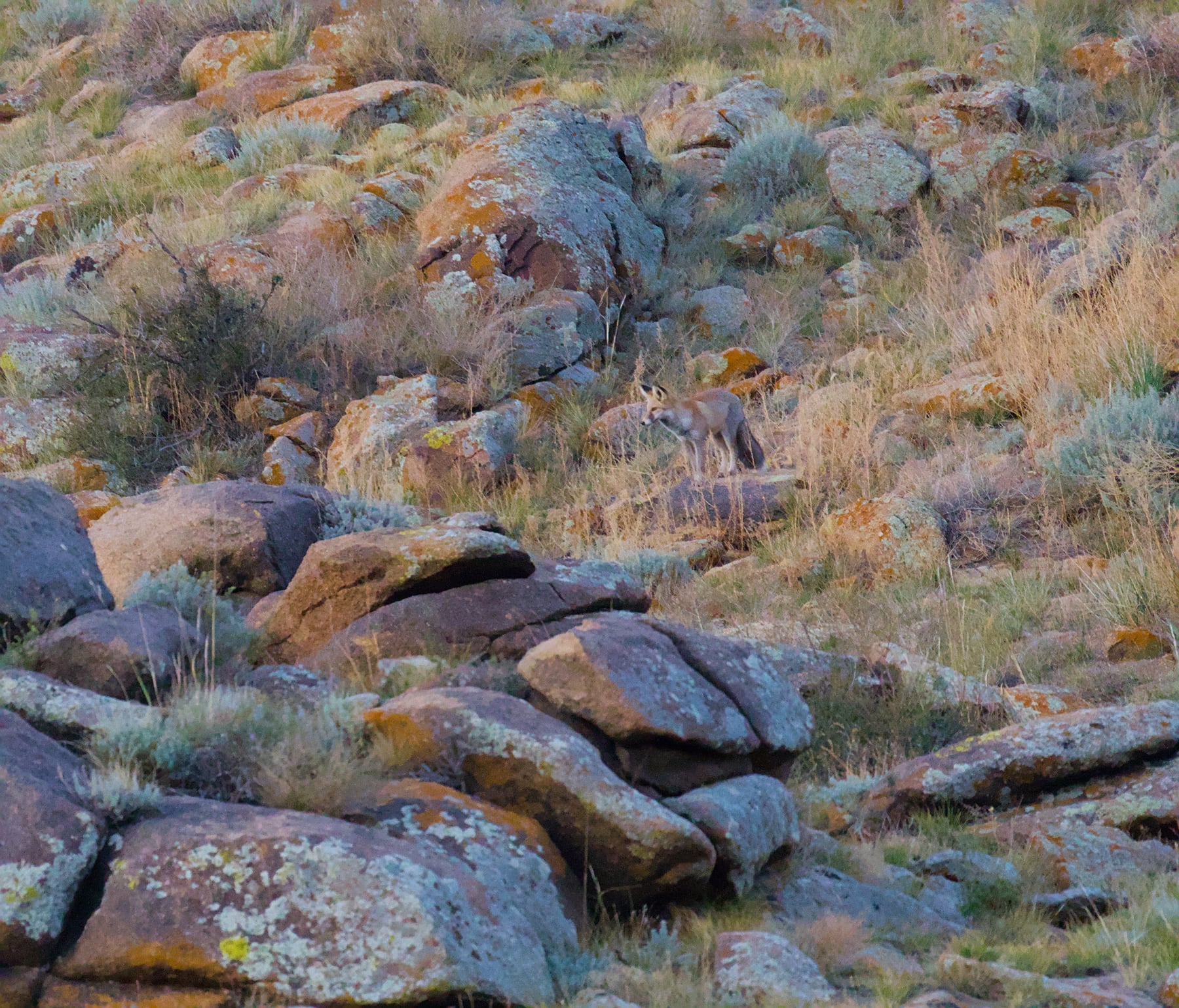 A red fox standing among lichen-covered boulders on a grassy slope