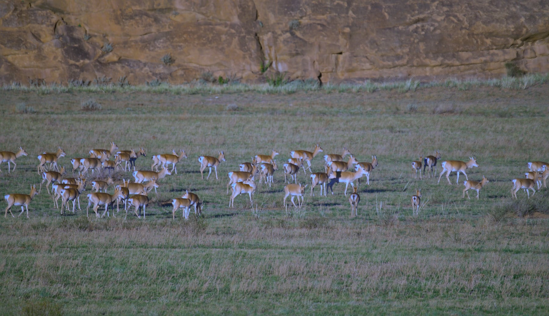 A large herd of Mongolian gazelles on the green steppe below a rock cliff