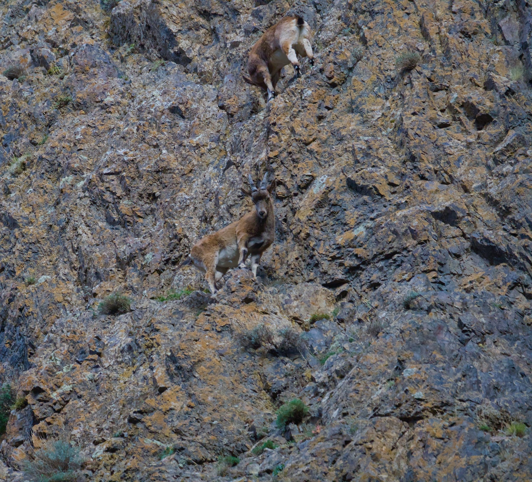 Two Siberian ibex on the steep rock face of the Yolyn Am gorge