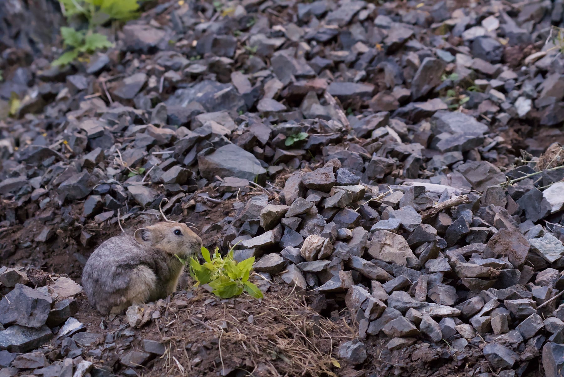 A pika sitting among loose stones on a slope at Yolyn Am